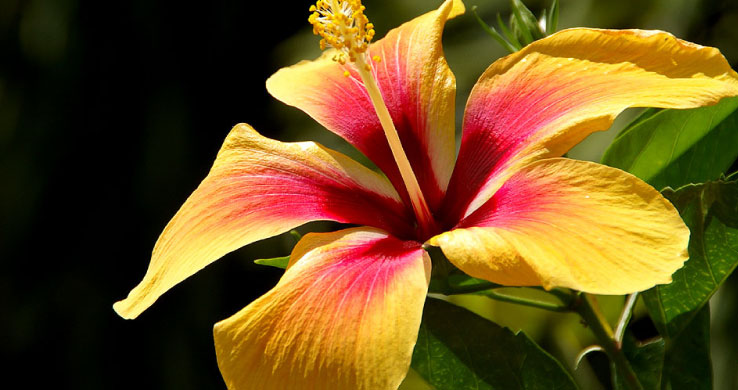 Fiore Hibiscus