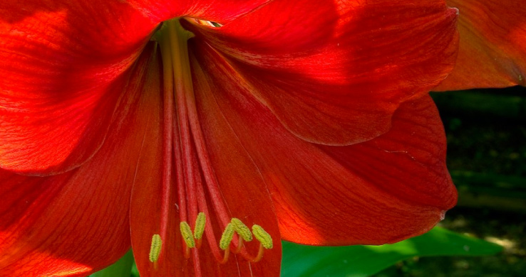 Fiore Hibiscus